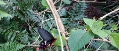 Byasa polyeuctes termessus