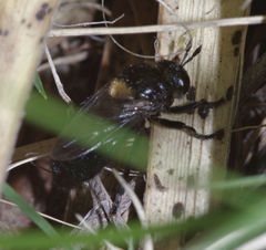 Microdon lanceolatus