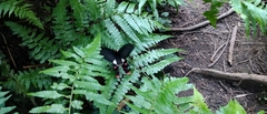 Byasa polyeuctes termessus