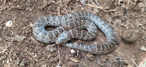 Hardy's Hook-nosed Snake