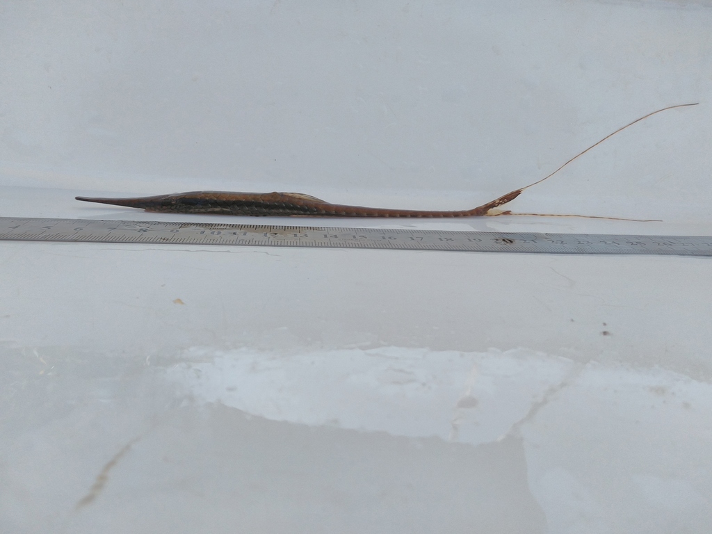 Paraguay twig catfish (Farlowella paraguayensis) — Loricariidae