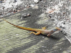 Anolis wattsii