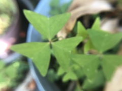 Oxalis