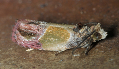 Eumarozia malachitana