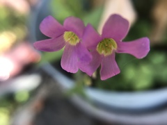 Oxalis
