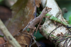 Anolis bombiceps