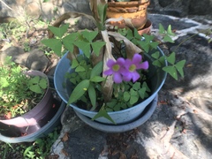 Oxalis
