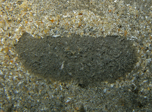 Aulacolambrus, 2010-10-06