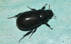 Dyscinetus dubius