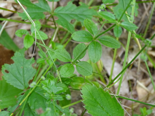 Image of Galium pilosum by no rights reserved