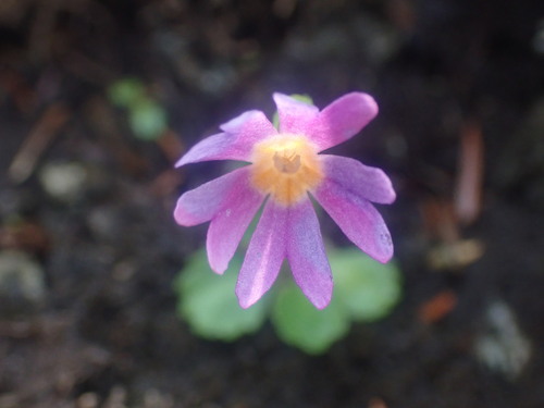 Image of Primula cuneifolia by no rights reserved