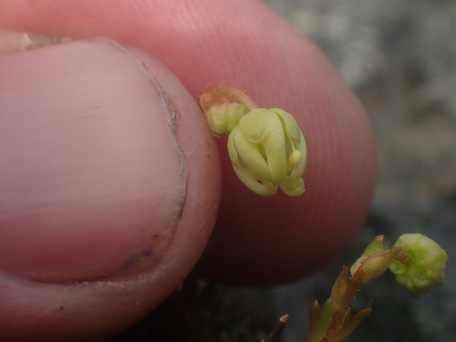 Image of Saxifraga taylorii by no rights reserved