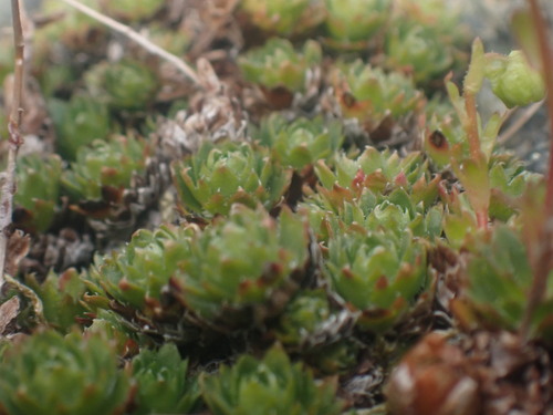 Image of Saxifraga taylorii by no rights reserved