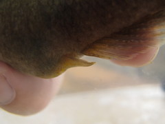 Eleotris acanthopomus