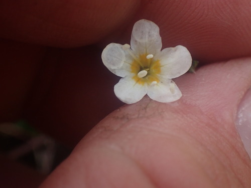 Image of Sitka Mistmaiden (Romanzoffia sitchensis) by no rights reserved