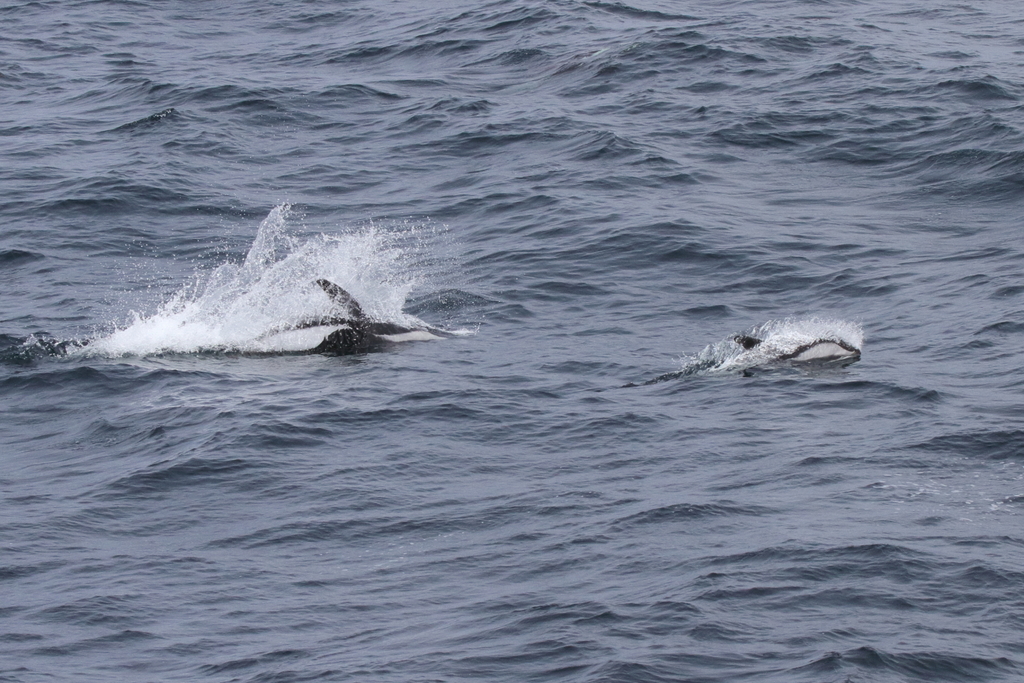 Hourglass dolphins leaping with white splashes in grey seas