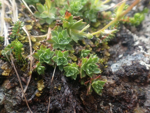 Image of Saxifraga taylorii by no rights reserved
