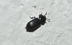 Phrenapatinae