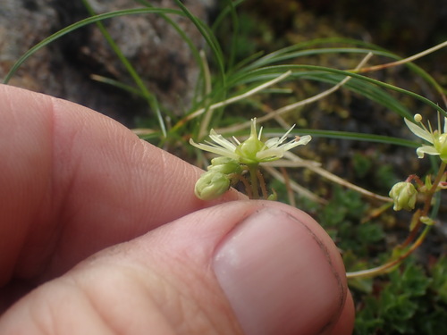 Image of Saxifraga taylorii by no rights reserved