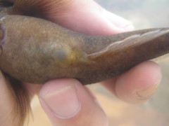 Eleotris acanthopomus