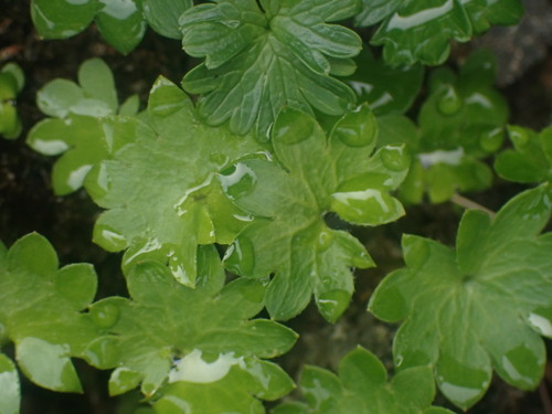 Image of Micranthes nelsoniana by no rights reserved
