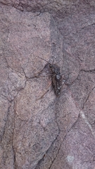 Phacodes