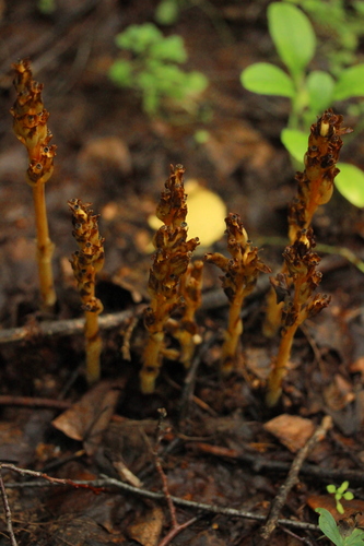 Наблюдение на iNaturalist