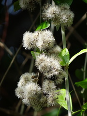 Decaneuropsis gratiosa