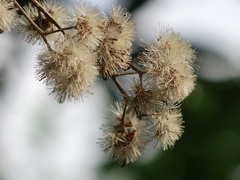 Decaneuropsis gratiosa