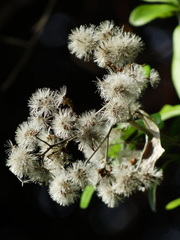 Decaneuropsis gratiosa