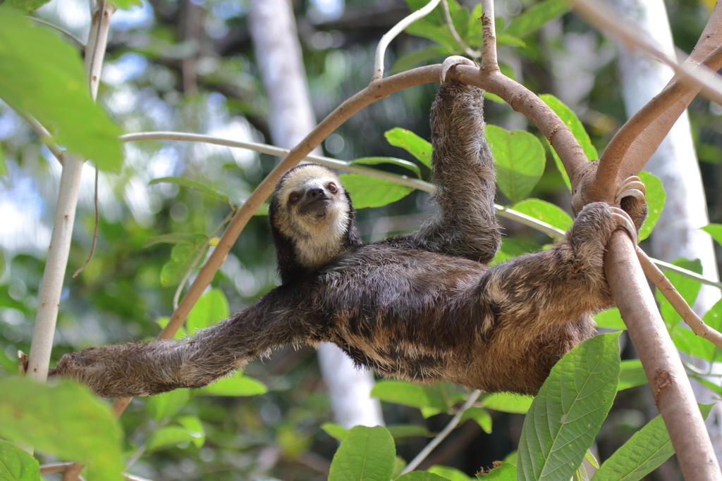 Three-toed Sloths