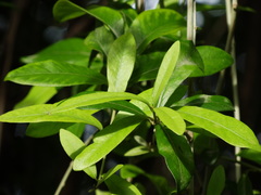 Decaneuropsis gratiosa