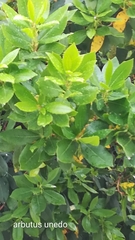 Arbutus unedo