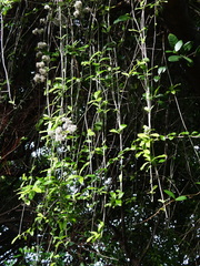 Decaneuropsis gratiosa