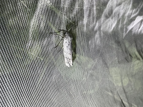 Speckled Footman, Schiermonnikoog National Park, Schiermonnikoog, Provinz Friesland, NL, photo 5 of 10