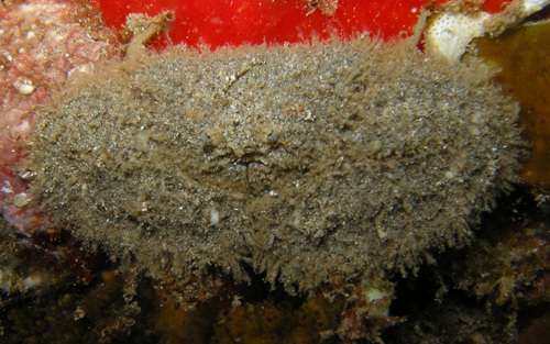 Aulacolambrus, 2013-04-12