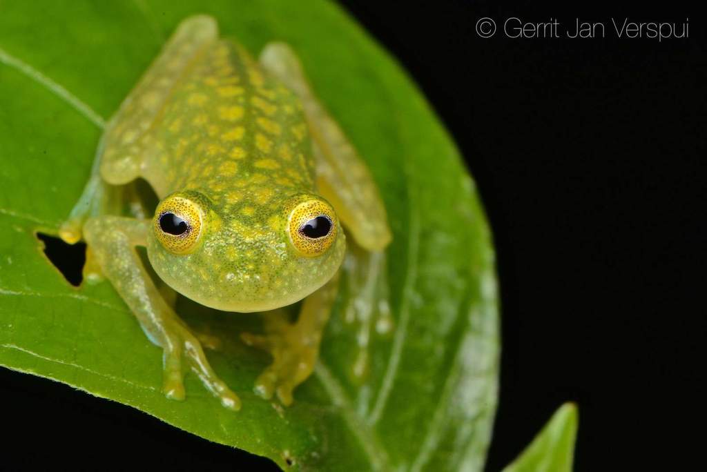 Talamanca Glass Frog