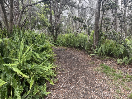 Nephrolepis cordifolia