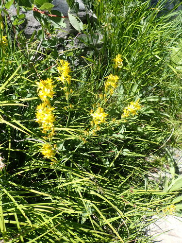 Image of Narthecium californicum by no rights reserved