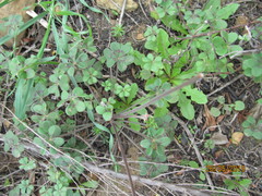 Oxalis pes-caprae sericea