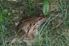 Leptodactylus bolivianus