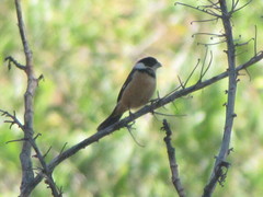 Sporophila torqueola