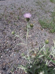 Cirsium tracyi