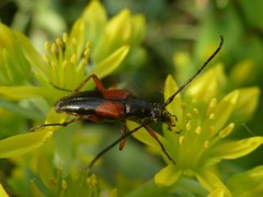 Stenurella jaegeri
