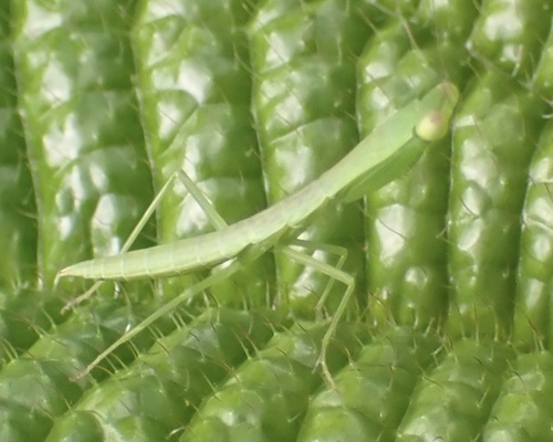 Australian Garden Mantis photo 5