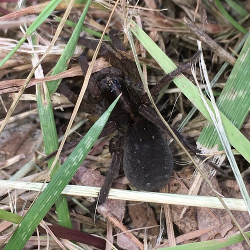 Wetland Giant Wolf Spider, LaBagh Woods, North Park, Chicago, Cook County, IL, USA, photo 9 of 10