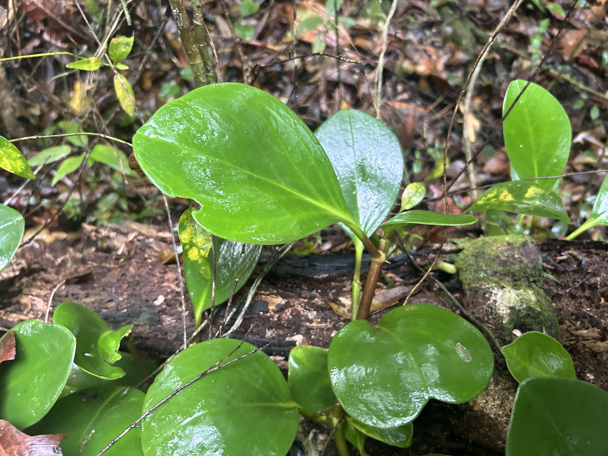 Imagem de Peperomia limão