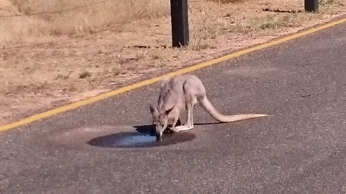 Common Wallaroo