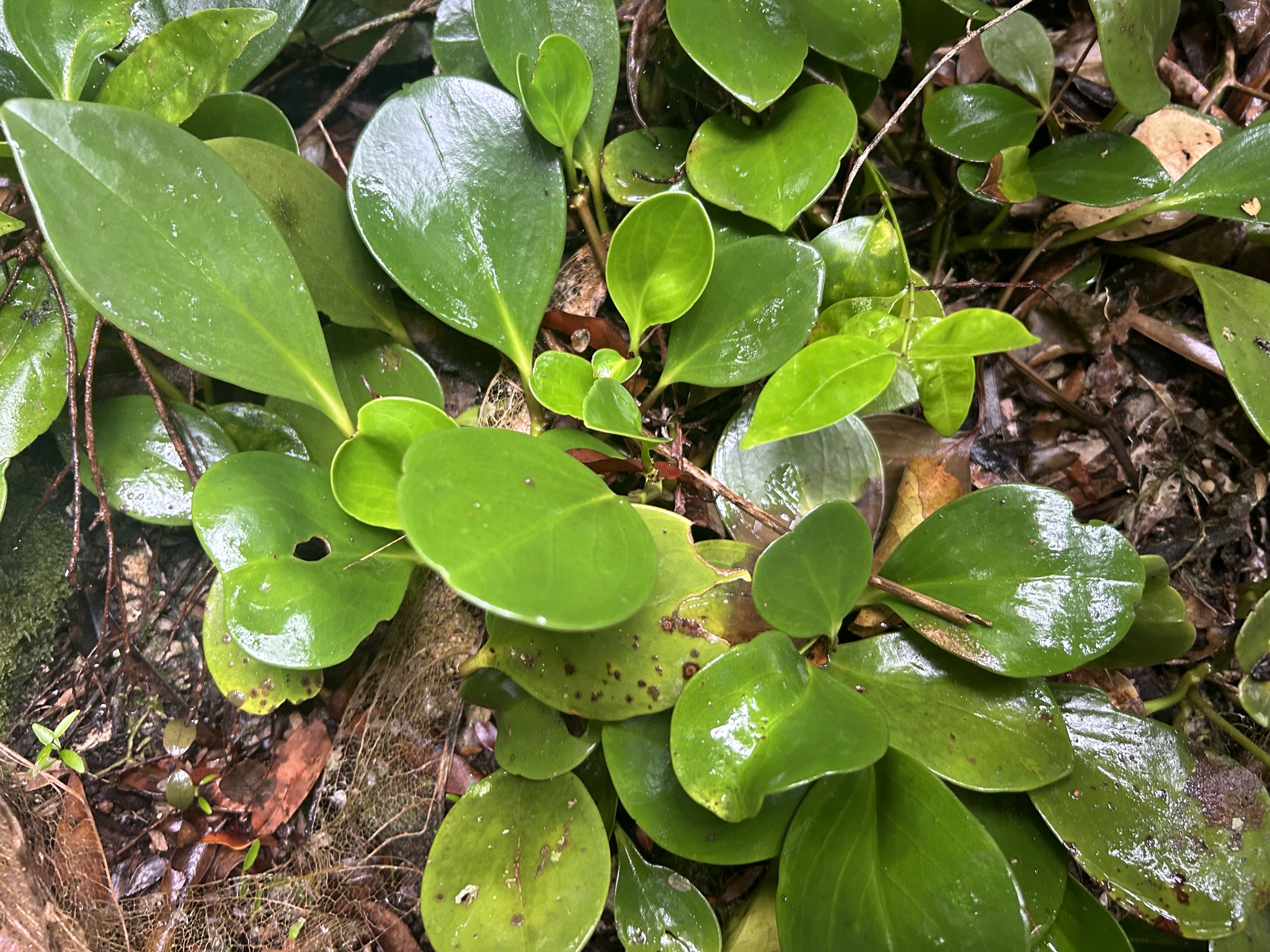 Imagem de Peperomia limão