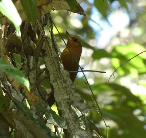 Planalto Foliage-gleaner (Syndactyla dimidiata)